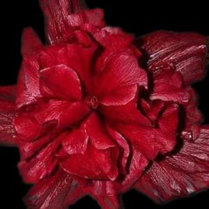 The 'Black Opal' Hibiscus, showcasing sumptuous burgundy petals that possess a dark sheen, creating a magnificent floral display that rivals the beauty of the precious stone for which it is named.