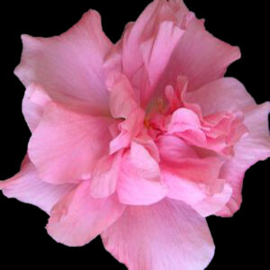 Close up of the Pink ruffled semi double hibiscus flower called Bowen Special