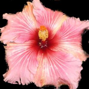 The 'Crested Candy' Hibiscus flaunts playful pink petals with a striking crimson heart, all highlighted by the bright golden stamens at its center, reminiscent of an elegant and whimsical sugar creation from a master confectioner.