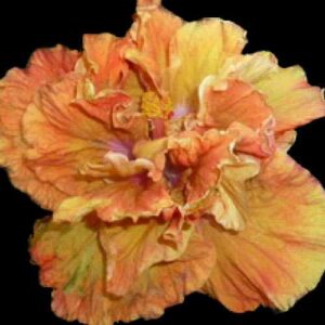 The 'Desert Queen' Hibiscus is a cascade of ruffled petals in a mesmerizing dance of golden orange, peach, and pink, with a heart of deep purple, reflecting the untamed beauty of a desert oasis at dusk.
