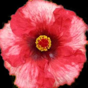 The 'Dr David Grimes' Hibiscus, displaying an elegant combination of rose and white petals with a striking yellow stamen at the center, captures the essence of a painter's masterpiece in bloom.