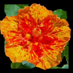 The 'Dr John Bashford' Hibiscus, with its striking orange petals marked with dynamic yellow streaks, centers on a subtle red blush, reminiscent of a lively, dancing flame in full bloom.
