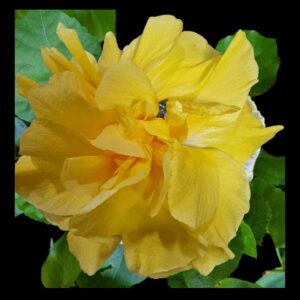 The 'Edith Parsons' Hibiscus, featuring frilly lemon-yellow petals with a hint of red in the center, creating a cheerful and sunny floral display.