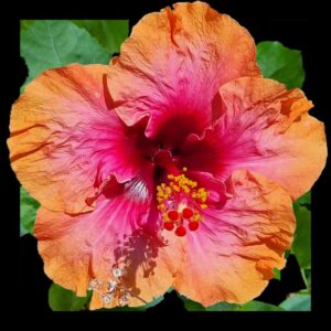 The 'Erin Rachel' Hibiscus, with petals of pale pink fanning out to a bold magenta at the center, punctuated by a bright yellow stamen, presents a delightful contrast of softness and intensity in one bloom.