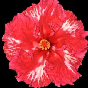 The 'Expo' Hibiscus, with its festive red petals splashed with white, centered by a sunny yellow stamen, embodies the celebratory spirit and historical significance of Brisbane's Expo 88.