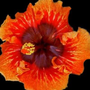 The 'Eye Do' Hibiscus, with its vivid orange petals and captivating dark burgundy center, resembles a glowing ember, creating a bold and striking floral display.