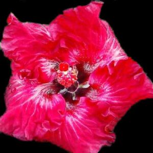 The 'Eye of the Dragon' Hibiscus, with its striking fuchsia petals and prominent white veining, converges on a dark, mysterious center, complete with a cluster of red stamens, creating an alluring and intense floral spectacle.