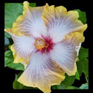 Fifth Dimension hibiscus flower showing the lilac hues surrounded by the yellow ruffled edges.