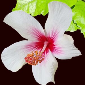 The 'Fijian White' Hibiscus, with its radiant white petals gently blending into a pink center, is a vision of tranquility and natural grace, topped with contrasting dark brown stamens like delicate brushstrokes on a peaceful canvas.