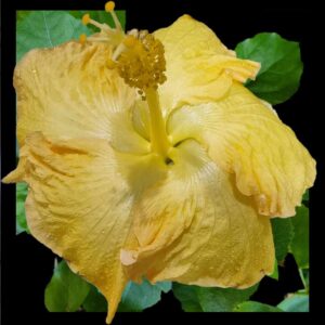 The 'Glasshouse Gold' Hibiscus, with its delicate ruffled petals transitioning from peach to a creamy yellow center, captures the essence of a tranquil, sunlit conservatory in bloom.
