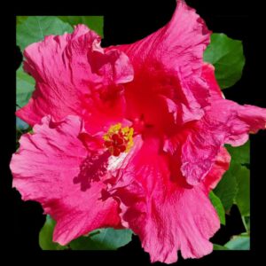 The 'Gwen Mary' Hibiscus, adorned with soft ruffled petals in a gentle shade of pink, with a striking red stamen at the center, offering a graceful and romantic visual appeal.