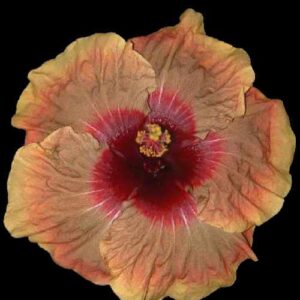 The 'Herm Geller' Hibiscus, with its harmonious blend of orange and pink petals encircling a dark red heart, topped with golden stamens, encapsulates the rustic beauty of an autumn day in a single, graceful bloom.