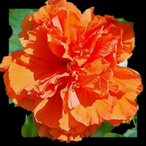 The 'Holly's Pride' Hibiscus, featuring a bountiful arrangement of coral-pink ruffled petals that surround a delicate cluster of golden stamens, exuding a sense of elegance and graceful beauty.