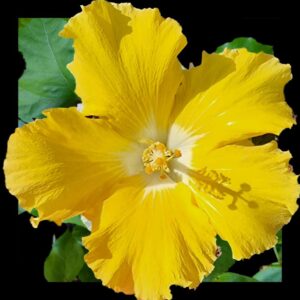 Bright yellow single hibiscus bloom with gently ruffled edges and a soft off-white centre, set against lush green foliage.