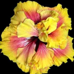 The 'Jirrah' Hibiscus, showcasing a brilliant display of lemon-yellow petals accented with bold magenta with pink veins, converging into a deep magenta throat with a central cluster of orange-tipped stamens, a dynamic and eye-catching floral marvel.