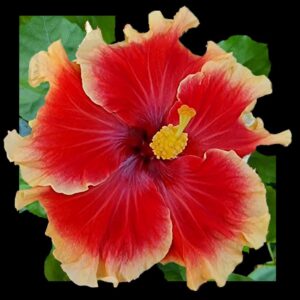 The 'June's Joy' Hibiscus, showcasing striking coral petals with cream-tipped edges, blooms around a delicate pink center with a bright yellow stamen, capturing the essence of a joyful summer day.