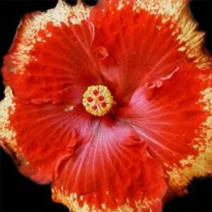 The 'Kokua' Hibiscus captivates with its rich crimson petals, each edged with a dramatic gold fringe, converging around a central, sun-like yellow stamen, a stunning embodiment of fiery tropical beauty.