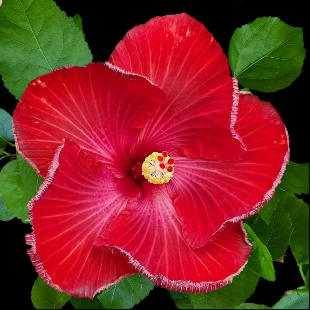 Close up of the Kokua hibiscus flower showing the bold red petals with subtle pinkish red centre and veining.