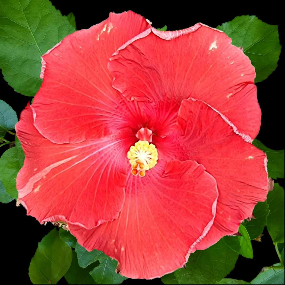 Close up of the Kokua hibiscus flower showing the bold red petals with subtle pinkish red centre and veining.