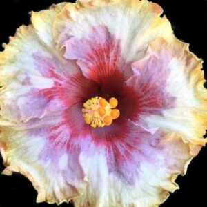 The 'Kyra' Hibiscus flower, with its graceful cream-to-pink petals, encircles a vivid crimson center, accented by a cluster of cheerful yellow stamens, showcasing nature's artistry in a bloom of understated elegance.