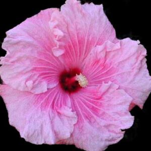 The 'Lady Flo' Hibiscus flower, with its graceful pastel pink petals deepening to a rich pink at the center, celebrates the legacy of Lady Flo Bjelke-Petersen with elegance and poise.