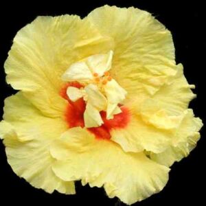The 'Lemon Empress' Hibiscus, adorned with sumptuous lemon-yellow petals that contrast magnificently against the crimson red center, complete with a stately white stamen, embodying the splendour and brightness of a sovereign ruler.