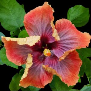 Close up of the hibiscus Mabel Elizabeth flower