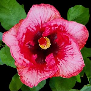 Striking pink and red single hibiscus flower with a deep maroon eye and yellow-tipped stamen, framed by lush green foliage.