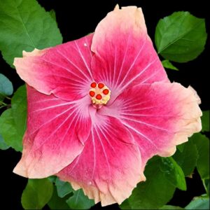 The 'Maree Annette' Hibiscus, with its striking pink petals marbled with white, converges on a rich magenta core, crowned with a sunny yellow stamen, a floral embodiment of vibrant beauty and playful charm.
