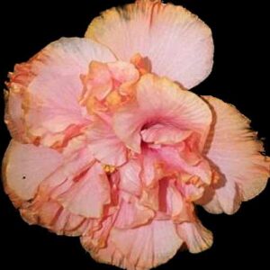 The 'Melon Cocktail' Hibiscus, with its sumptuous ruffled petals in peach and apricot shades, conjures the image of a lush, fruity beverage, perfect for savoring on a balmy summer evening.