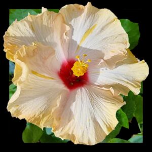 The 'Monet' Hibiscus, with its soft pink petals, each a gentle stroke of color converging on a dramatic red center and crowned with golden stamens, is a living impressionist masterpiece evoking the beauty and harmony of Monet's iconic works.
