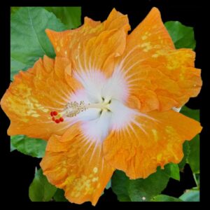 The 'Moon Raker' Hibiscus, with its captivating peach petals surrounding a glowing white heart, accented with a central golden stamen, evokes the serene beauty of a moonlit celestial landscape.