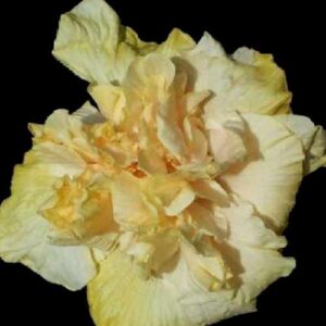 The 'Mount Shasta' Hibiscus presents a vision of gentle splendour with petals that blend from creamy yellow to a soft yellow center, reminiscent of a tranquil, snow-covered mountain bathed in the soft light of sunrise.