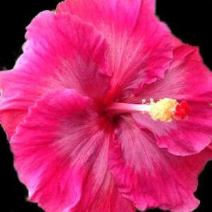 The 'Muriel' Hibiscus, showcasing rich fuchsia petals that fade into a deep magenta at the center, complemented by a striking yellow stamen, a testament to the vibrant beauty of nature's palette.