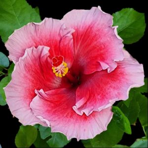 The 'Nina's Ninetieth' Hibiscus, with its gradient of pink to mauve petals elegantly trimmed in white, and a central yellow stamen, is a floral representation of a milestone celebration, full of grace and life.