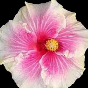 The 'Passion' Hibiscus, with its white petals blushing into a deep pink at the center and a bright yellow stamen, is a stunning floral representation of the transition from calm serenity to intense emotion.