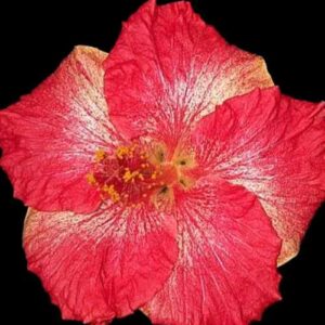 The 'Patricia Noble' Hibiscus, with its vivid red petals laced with white veins, culminates in a brilliant center of golden stamens, presenting a flower of dramatic contrast and enduring beauty.