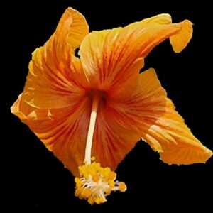 Close up view of Hibiscus Popsicle