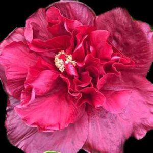 The 'Queenslander' Hibiscus flower, with opulent, ruffled maroon petals representing the iconic jersey color of Queensland's NRL team, centered with a lush cluster of creamy stamens, symbolizing the unity and spirit of the team and its fans.