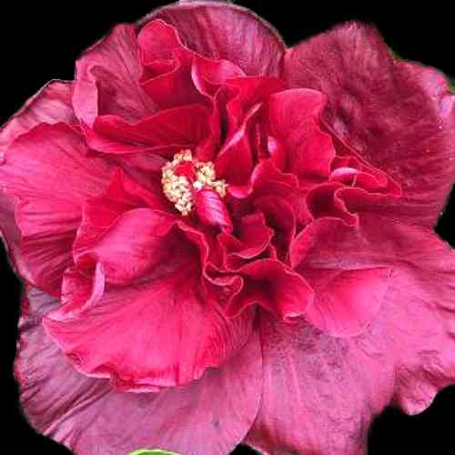 The 'Queenslander' Hibiscus flower, with opulent, ruffled maroon petals representing the iconic jersey color of Queensland's NRL team, centered with a lush cluster of creamy stamens, symbolizing the unity and spirit of the team and its fans.