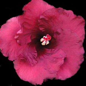 The 'Red Rascal' Hibiscus, with sumptuous crimson petals surrounding a dark center, is accented by a lively cluster of white and pink stamens, presenting a captivating and playful visual contrast in the garden.