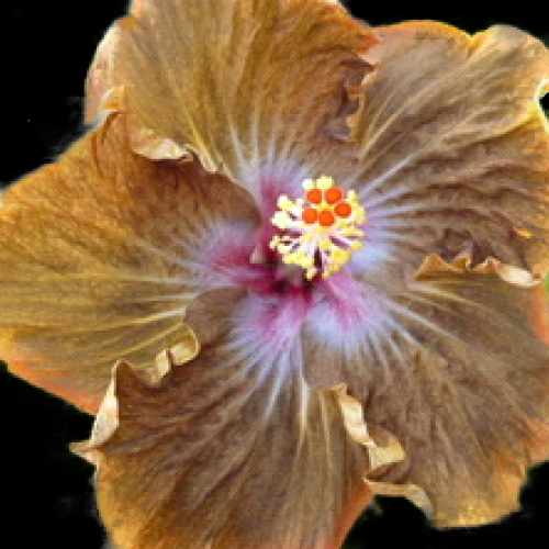 The 'Robbie' Hibiscus displays a rare beauty with its earthy brown petals and a subtle pink center, crowned with striking orange and gold stamens, an embodiment of understated elegance in the plant kingdom.