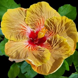 The 'Tigerama' Hibiscus, with its unique taupe petals adorned with vivid streaks of crimson and pink, culminates in a striking orange stamen, reminiscent of the majestic patterns of a tiger in the wild.