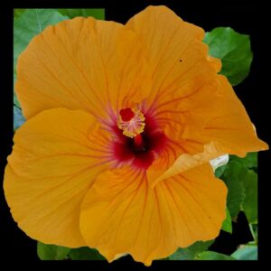 The 'Topsy' Hibiscus, with its bold orange petals and contrasting magenta center, topped with a cluster of golden stamens, brings to mind the serene beauty of a tropical sunset captured in a single, radiant flower.