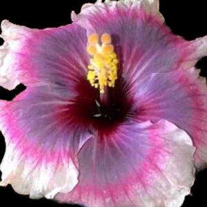 The 'Twirling Tilly' Hibiscus features a gradient of lavender to magenta petals, converging on a deep, dark center, with a burst of yellow stamens on top, evoking the grace and vibrancy of a twirling dancer's performance.