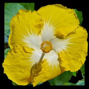The 'Vasco' Hibiscus, with its cheerful yellow ruffled petals and a gentle creamy center, offers a floral representation of a day bathed in the warm glow of sunlight.