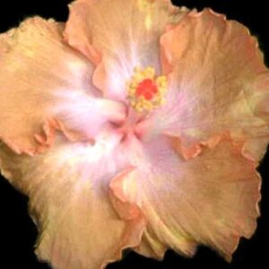 The 'WOW' Hibiscus, with its soft peach petals merging into a blush pink heart, accented by a bold yellow stamen, is a floral expression that truly evokes a sense of wonder and admiration.