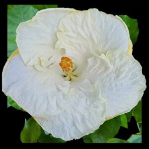 The 'White Wonder' Hibiscus, with its pure white petals radiating around a center of delicate yellow stamens, is a natural marvel of understated beauty, invoking a sense of tranquility and grace.