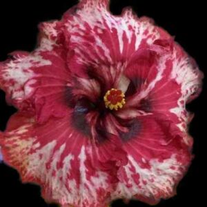 The 'Ya Ya Girl' Hibiscus, with its dramatic burgundy petals adorned with bold white splashes, presents a striking visual drama, centered with a bright yellow stamen, capturing the essence of artistic exuberance in a flower.