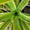 Yellow Star | AW 1770 Botanic Nursery